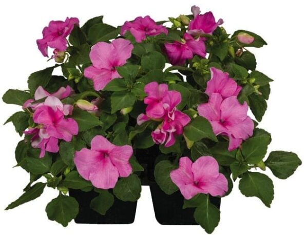 Impatiens walleriana F₁ Lollipop Bubblegum (Pink) - Afbeelding 3