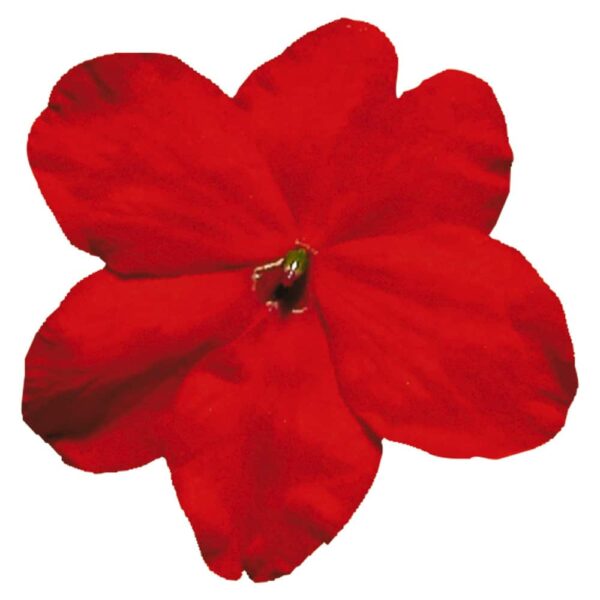 Impatiens walleriana F₁ Lollipop Cherry (Red)