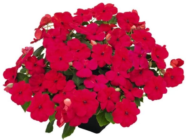 Impatiens walleriana F₁ Lollipop Dragon Fruit (Lipstick) - Afbeelding 2