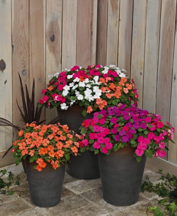 Impatiens walleriana F₁ Lollipop mixture - Afbeelding 3