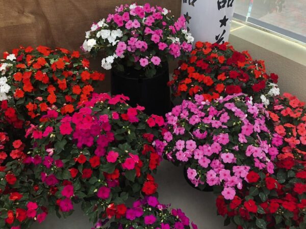 Impatiens walleriana F₁ Lollipop mixture - Afbeelding 2