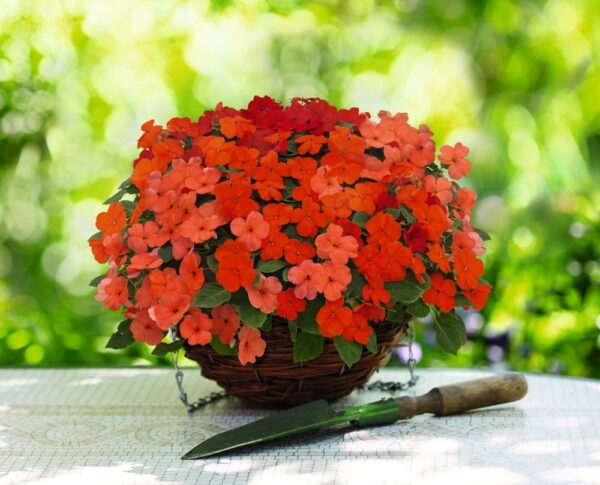 Impatiens walleriana F₁ Lollipop Peach (Salmon) - Afbeelding 4