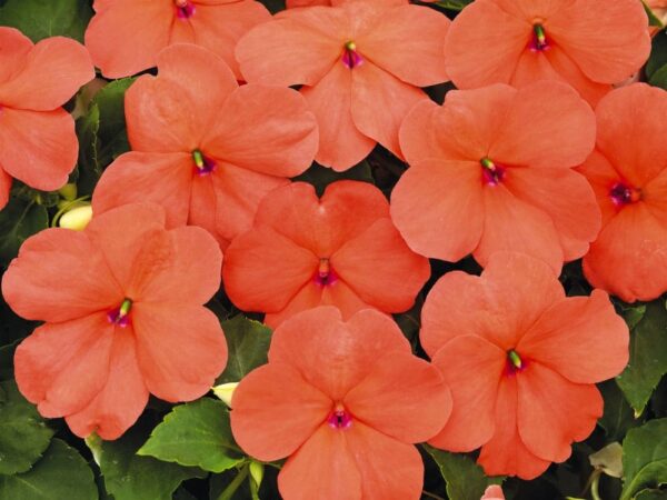 Impatiens walleriana F₁ Lollipop Peach (Salmon) - Afbeelding 3
