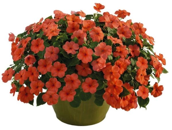 Impatiens walleriana F₁ Lollipop Peach (Salmon) - Afbeelding 2
