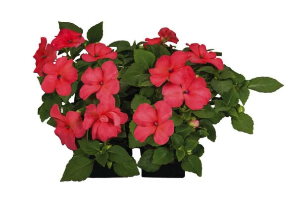 Impatiens walleriana F₁ Lollipop Peach (Salmon) - Afbeelding 5