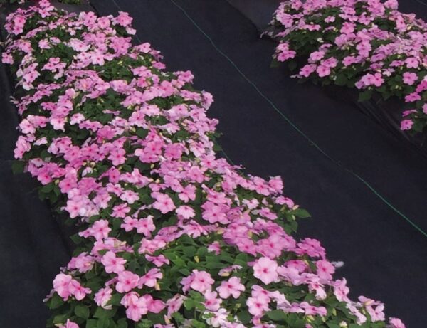 Impatiens walleriana F₁ Lollipop Pink Lemonade (Light Pink) - Afbeelding 2