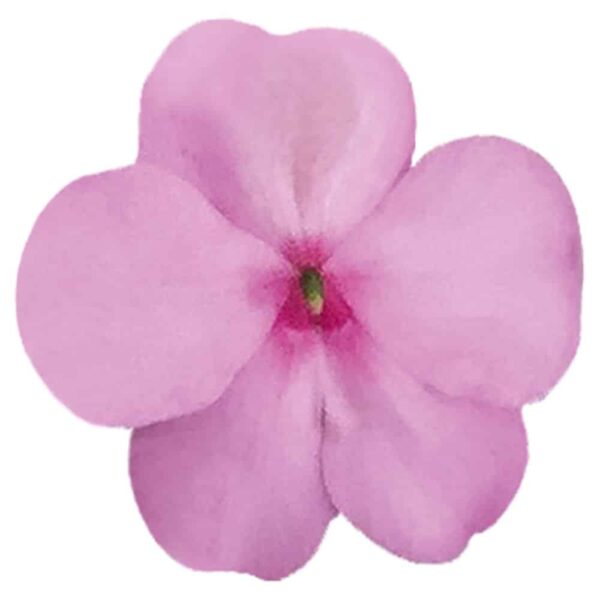Impatiens walleriana F₁ Lollipop Pink Lemonade (Light Pink)