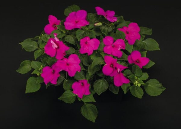 Impatiens walleriana F₁ Lollipop Pomegranate (Carmine) - Afbeelding 3