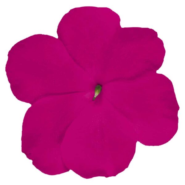 Impatiens walleriana F₁ Lollipop Pomegranate (Carmine)