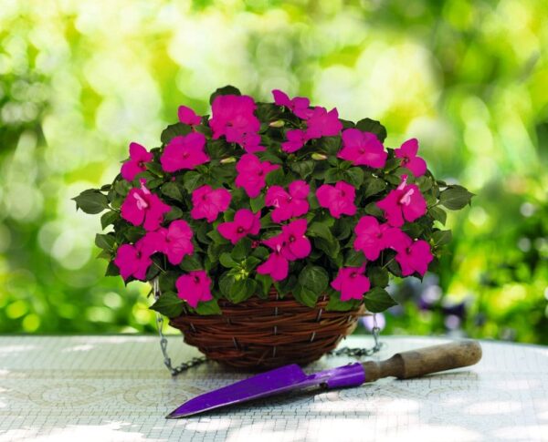 Impatiens walleriana F₁ Lollipop Pomegranate (Carmine) - Afbeelding 2