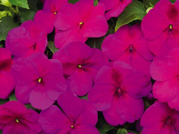 Impatiens walleriana F₁ Lollipop Raspberry (Violet) - Afbeelding 3