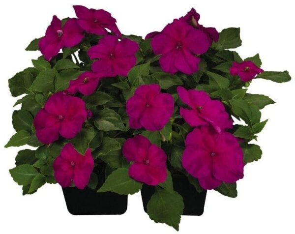 Impatiens walleriana F₁ Lollipop Raspberry (Violet) - Afbeelding 2