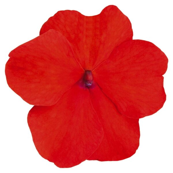 Impatiens walleriana F₁ Lollipop Tangerine (Deep Salmon)