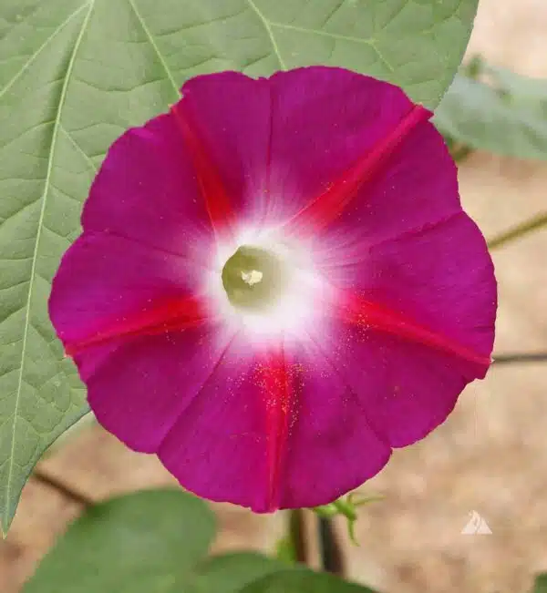 Ipomoea nil Scarlet O'Hara - Afbeelding 2