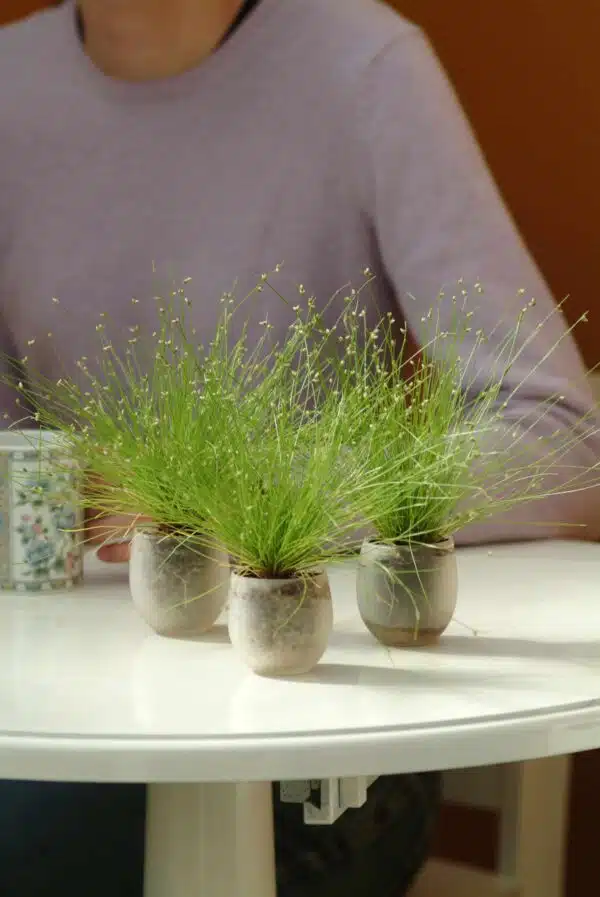Isolepis cernua Live Wire - Afbeelding 2