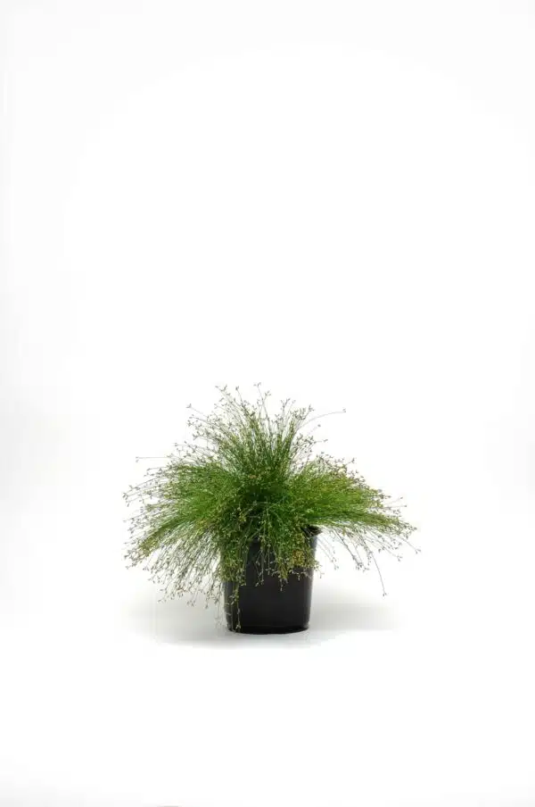 Isolepis cernua Live Wire - Afbeelding 3