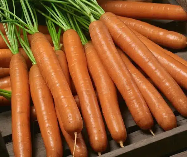 Daucus carota (Carota) Jolana F1