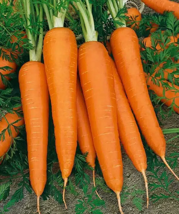 Daucus carota (carota) Koloseum F1