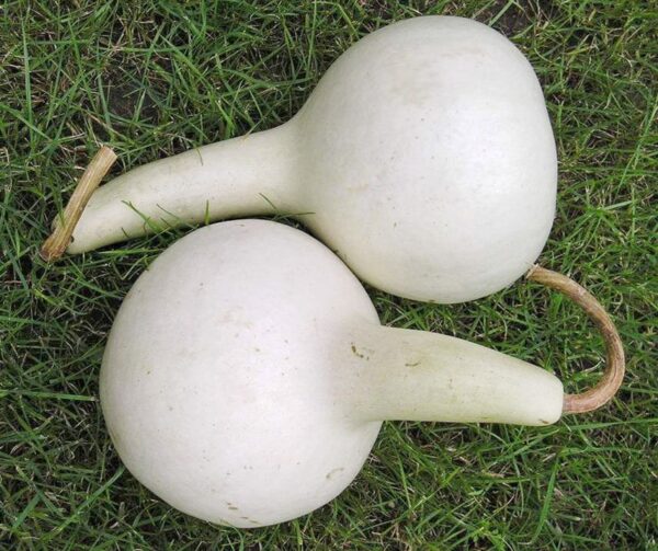 Lagenaria siceraria Bianca - Afbeelding 2