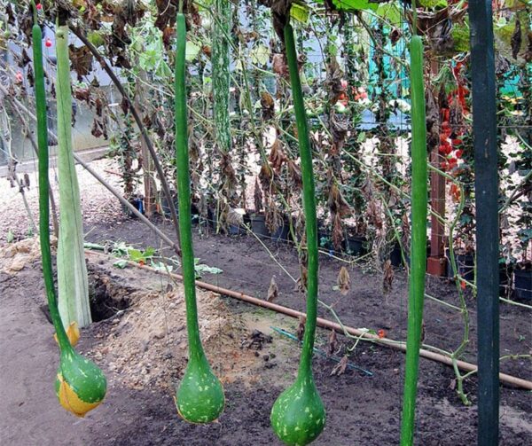 Lagenaria siceraria Dipper extra long handled