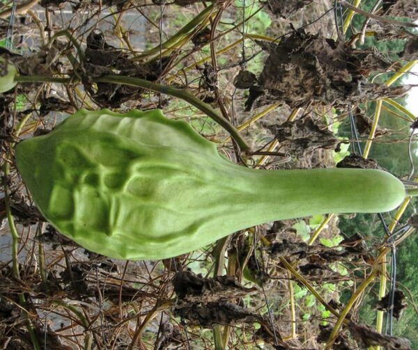 Lagenaria siceraria Marenka Limegreen - Afbeelding 2