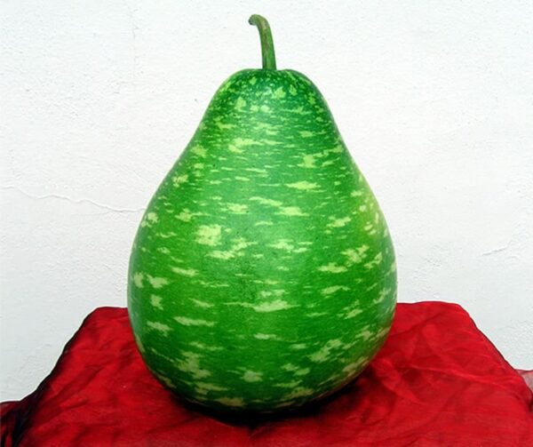 Lagenaria siceraria Permaroma F1