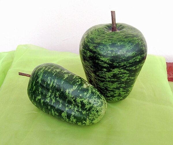 Lagenaria siceraria Speckled Apple