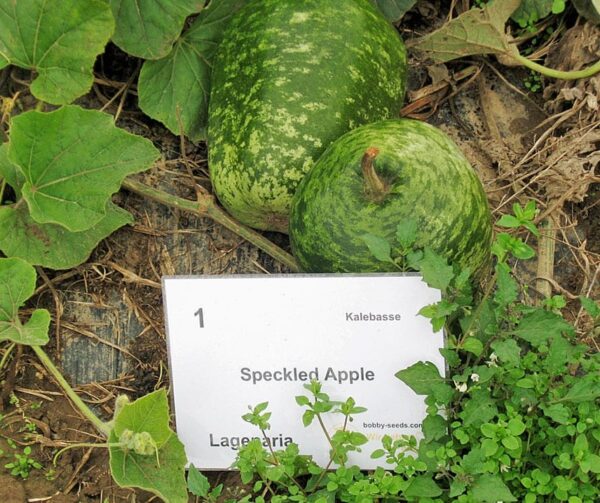Lagenaria siceraria Speckled Apple - Afbeelding 3