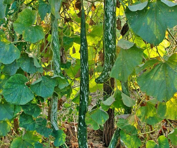 Lagenaria siceraria Speckled Snake - Afbeelding 2