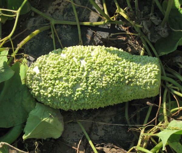 Lagenaria siceraria Verruqueux de Maurice - Afbeelding 3