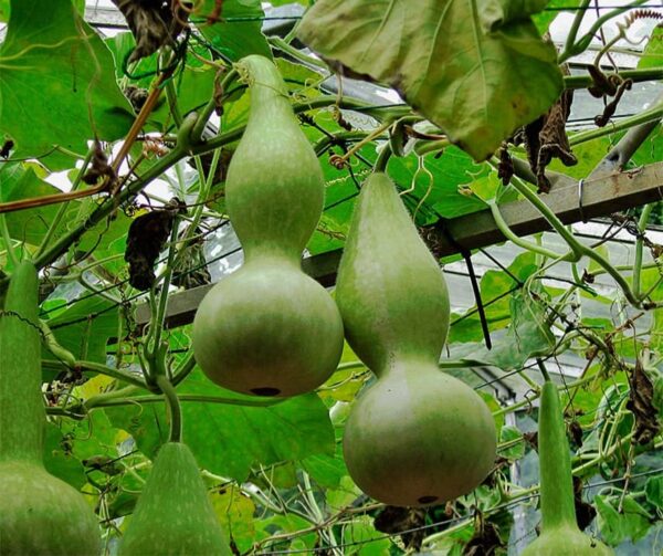 Lagenaria siceraria Xiaohulu
