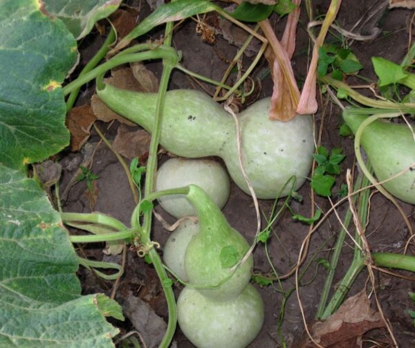 Lagenaria siceraria Xiaohulu - Afbeelding 2