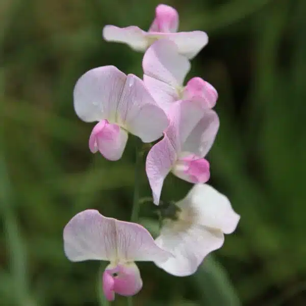 Lathyrus latifolius Pink Pearl - Bild 2