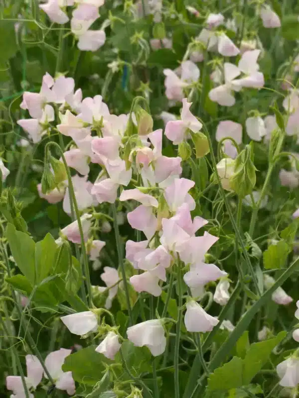 Lathyrus odoratus Spring Sunshine Blush - Afbeelding 2