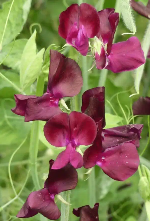Латырус адоратус (Lathyrus odoratus) Вясновае сонечнае святло Бургундыі - выява 2