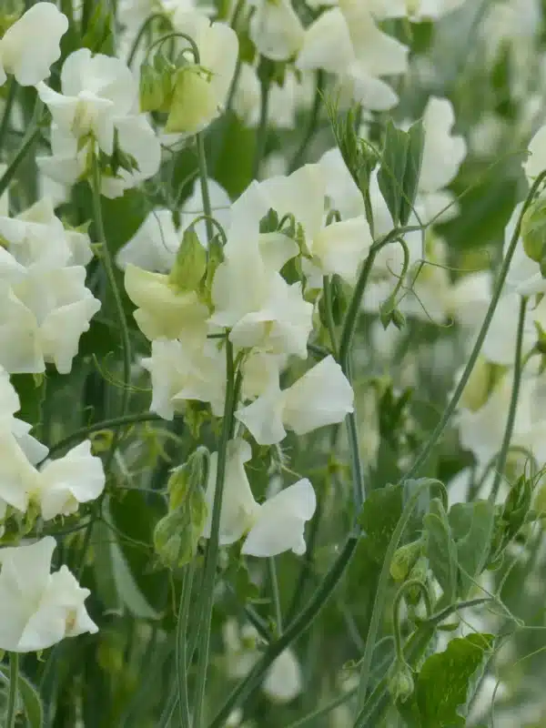 Lathyrus odoratus Spring Sunshine Cream - Afbeelding 2