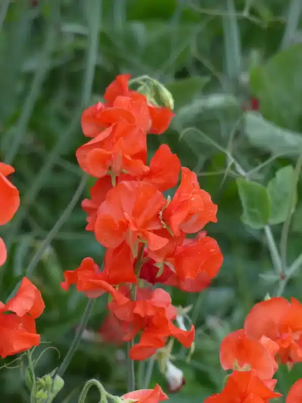 Lathyrus odoratus Naranja Sol de Primavera - Imagen 2