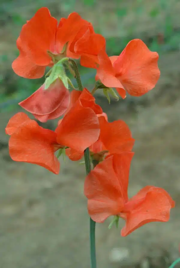 Lathyrus odoratus Naranja sol de primavera