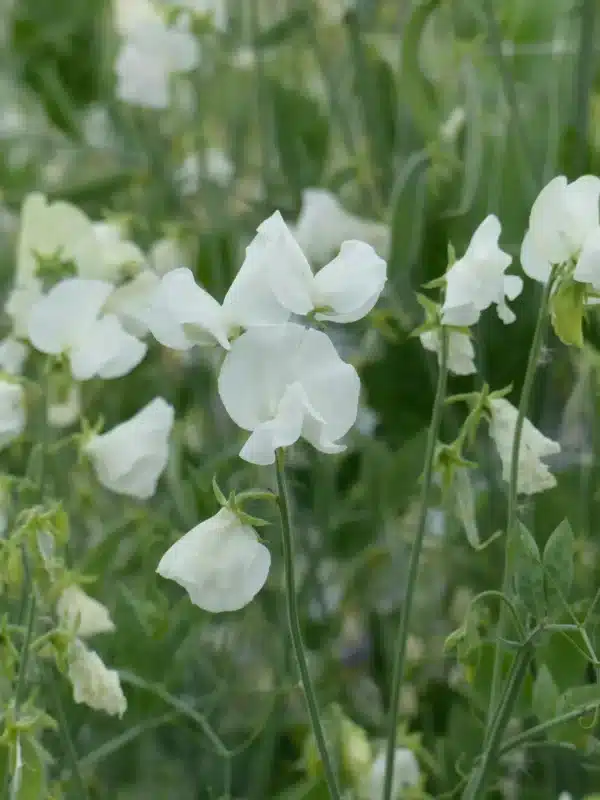 Lathyrus odoratus Spring Sunshine Blanc