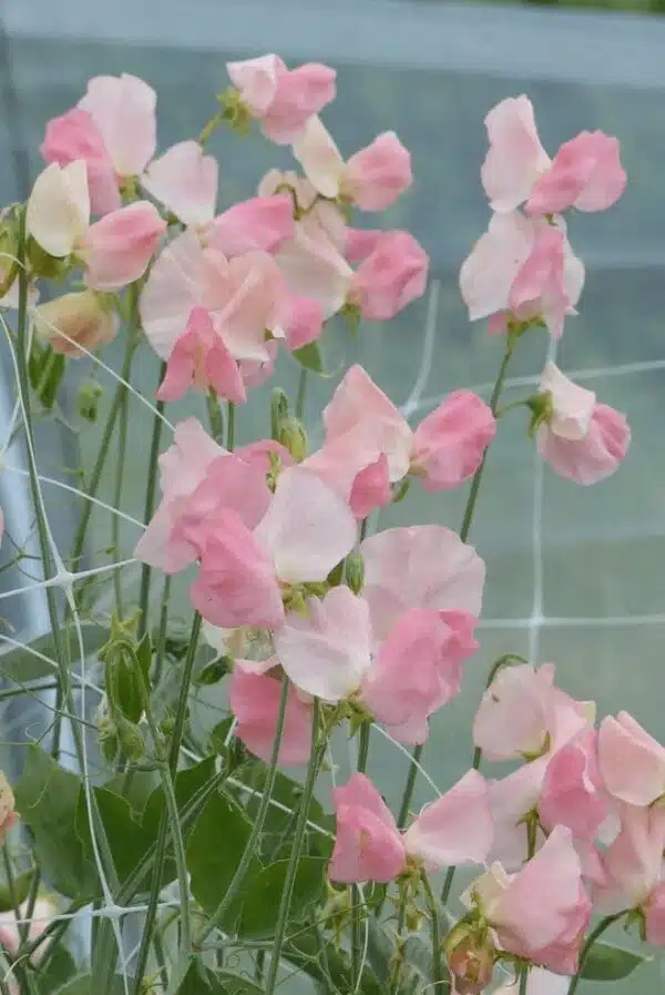 Lathyrus odoratus Spring Sunshine Champagne - Afbeelding 2