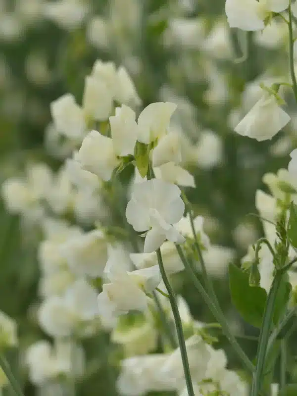 Lathyrus odoratus Crema de sol de invierno