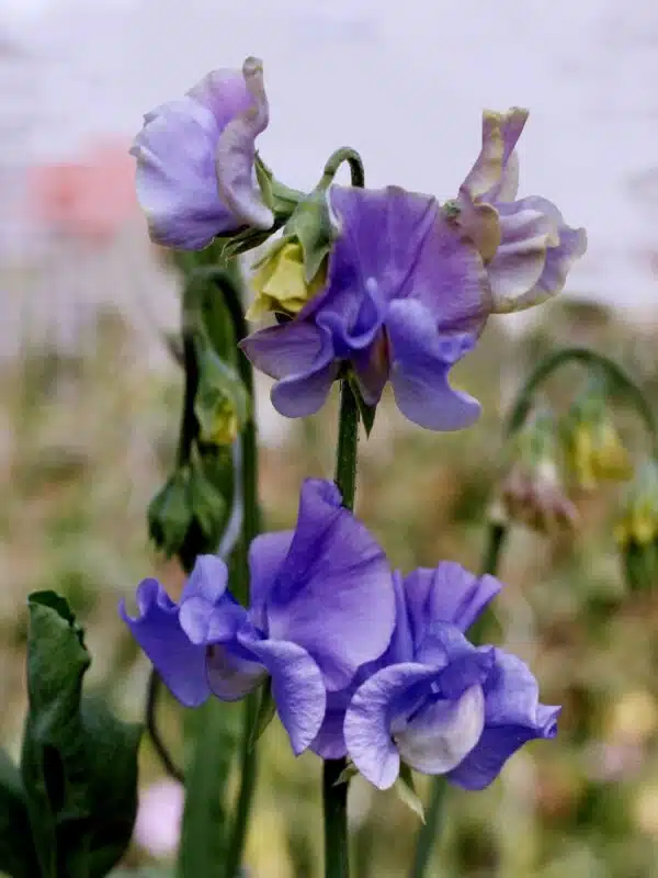 Lathyrus odoratus Winter Sunshine Mid Blue - Afbeelding 3