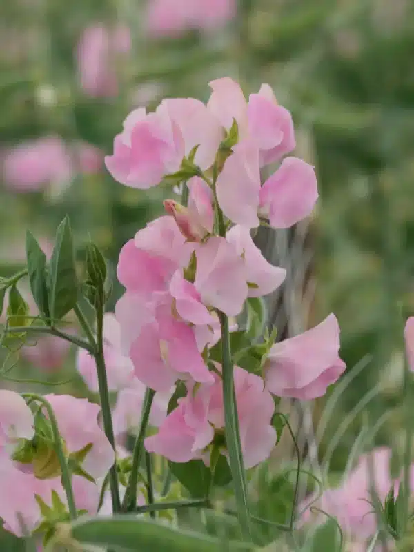 Lathyrus odoratus Winter Sunshine Pink