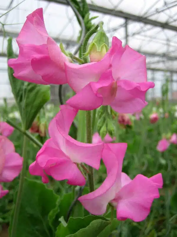 Lathyrus odoratus Sol de invierno Rosa
