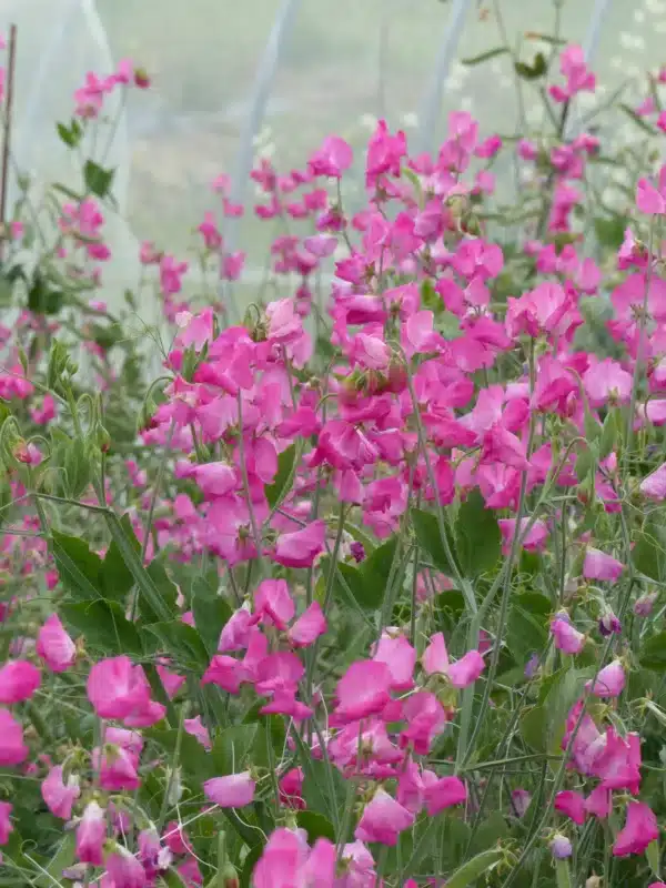 Lathyrus odoratus Rosa del sol de invierno - Imagen 3