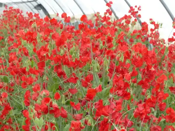 Lathyrus odoratus Winter Sunshine Scarlet - Afbeelding 2