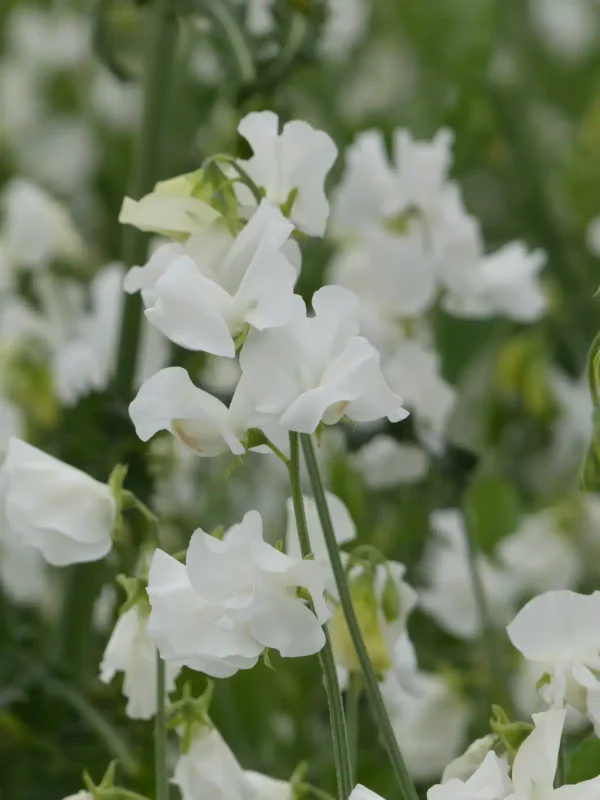 Lathyrus odoratus Winter Sunshine White