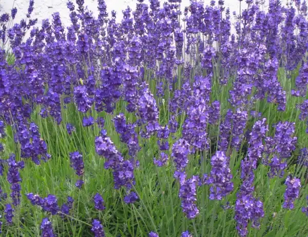 Lavandula angustifolia (Lavender) - Afbeelding 2