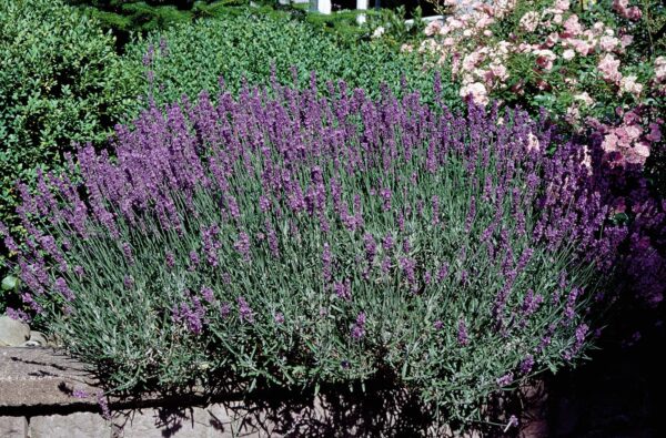 Lavandula angustifolia Hidcote - Afbeelding 6