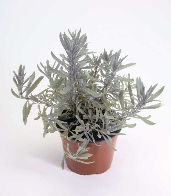 Lavandula angustifolia Hidcote - Afbeelding 4